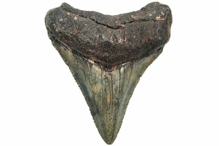 Juvenile Megalodon Tooth - South Carolina #213053
